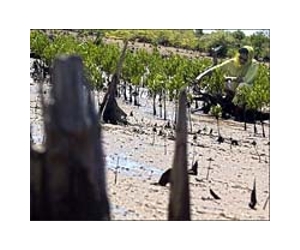 Sierra Leone takes steps to save mangroves