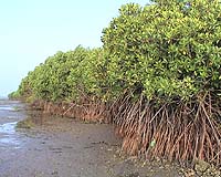 Mangrove project creates fish, fire and hope in Eritrean desert