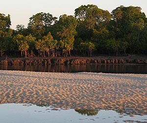 Oil spill could ravage precious Gulf Coast mangroves