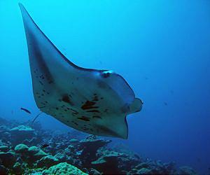 Indonesia announces shark, manta ray sanctuary