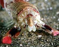 Mantis Shrimp Vision Reveals New Way That Animals Can See