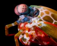 Shrimp-inspired camera may enable underwater navigation