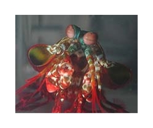 NTU researchers study little mighty creature for scientific breakthrough