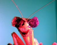 Praying mantises all over the world hunt and eat birds
