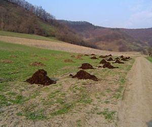 Does converting cow manure to electricity pay off?