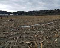 Farm manure boosts greenhouse gas emissions even in winter