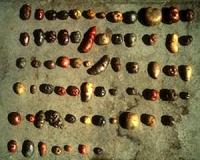 Top-down and bottom-up approach needed to conserve potato agrobiodiversity