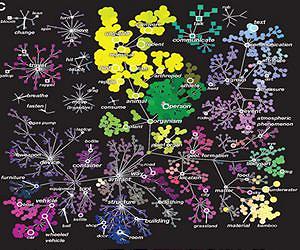 Scientists construct first map of how the brain organizes everything we see
