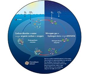 Ocean Bacteria Recycles Iron