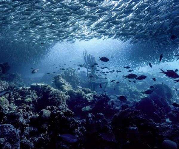 Experts Warn of Potential Ocean Epidemic Risk from Migrating Species