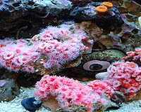 Marine Snails Could Help Provide Better Armor For Soldiers