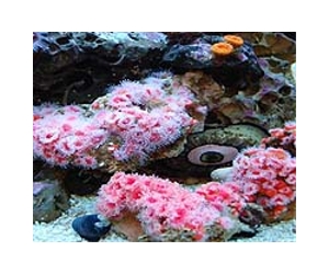 Bounty of new species found in oceans