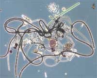 New Model Predicts More Virulent Microbes