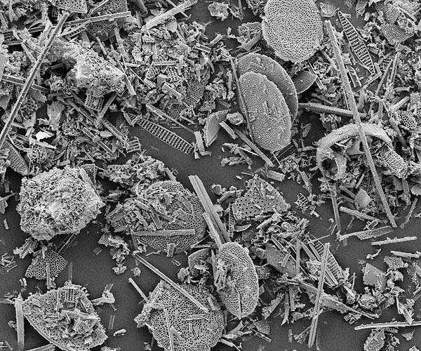 DARPA Launches BLUE Program to Power Ocean Sensors with Marine Biomass