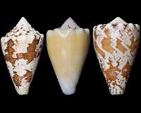 Compound from marine snail is potent pain reliever