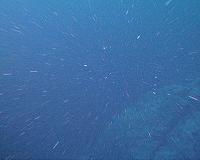 Marine microbes recycle iron from the debris of dead algae