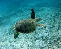 Legal harvest of marine turtles tops 42,000 each year