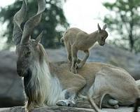 No kidding: Pentagon ran 'fancy Italian goat' project