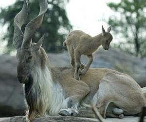 Pakistan's national mammal makes a comeback