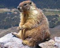 Russia urges against marmot hunt over plague fears
