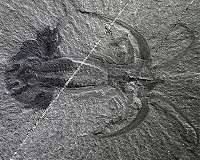 A mineral blueprint for finding Burgess Shale-type fossils