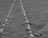 The First Martian Marathon