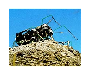 Cockroaches Offer Inspiration For Running Robots
