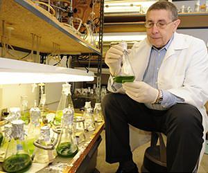 Iowa scientists genetically increase algae biomass by more than 50 percent