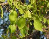 Hot climate or cold, tree leaves stay in comfort zone: study