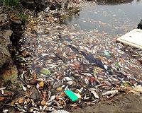Vietnam investigating new fish deaths
