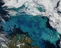 Major source of methanol in the ocean identified