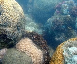 Scientists Test Moreton Bay As Coral 'Lifeboat'