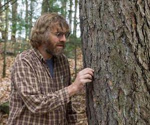Climate change creates complicated consequences for North America's forests