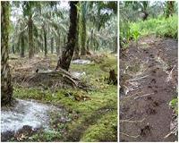 Project promises to turn palm oil plantations back into rainforest in Borneo