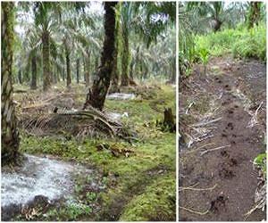 Oil palm surging source of greenhouse gas emissions
