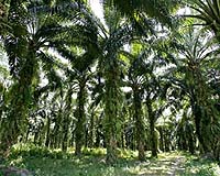 Greenpeace stops palm oil shipments from leaving Indonesia