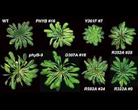 Mutant plants reveal temperature sensor