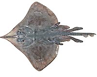 Over 100 New Sharks And Rays Classified