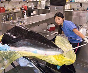 Study Amplifies Understanding of Hearing in Baleen Whales