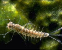 Mayfly-Mimicking Sensor Could be High Tech Canary In The Coal Mine