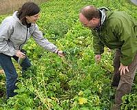 Research reveals true value of cover crops to farmers, environment