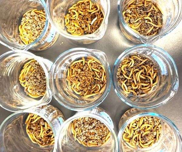 Can insects play a role in reducing microplastic pollution