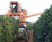 Soil health on the menu with retrieved coffee beans