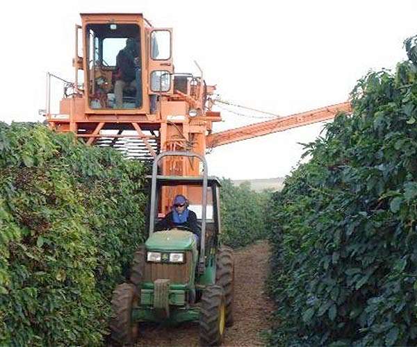 Vietnam's robusta: the go-to coffee bean in a warmer world?