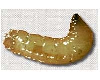 Lowly maggot poised to boost income, cut pollution