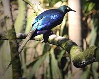 Nanomaterials inspired by bird feathers turn light into color