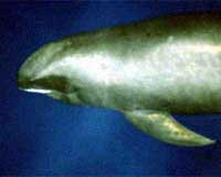 Hundreds of whales rescued in Philippines