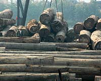 WWF blasts EU's illegal wood imports, led by Finland
