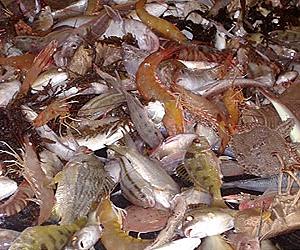 EU fish discard ban poses many questions