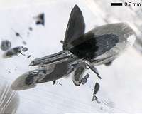 Large, rare diamonds offer window into inner workings of Earth's mantle